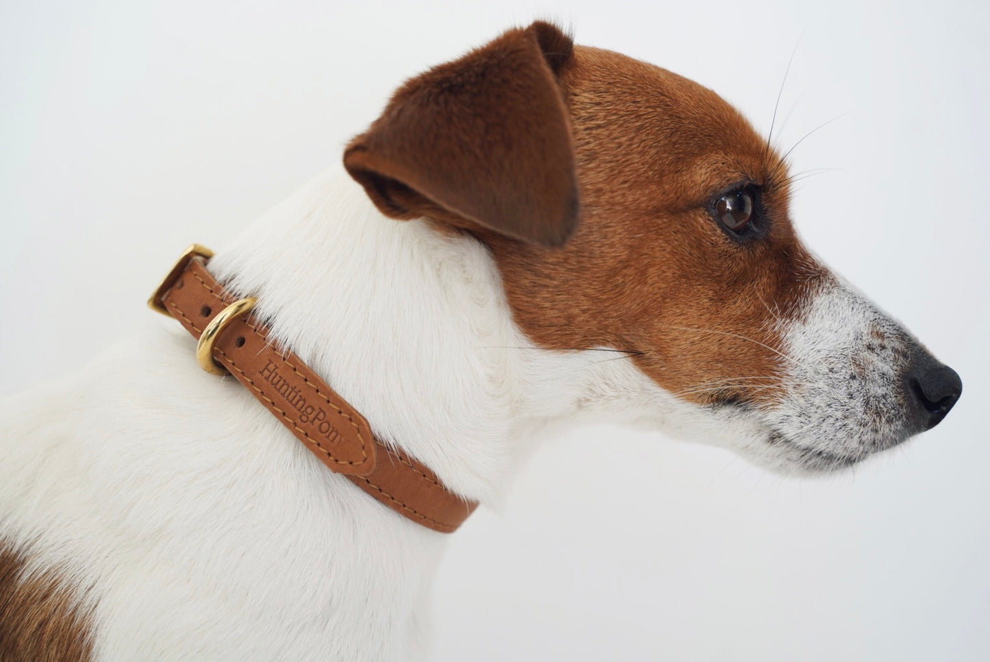 【Hunting Pony】CLASSIC STRAIGHT PONY-COLLAR