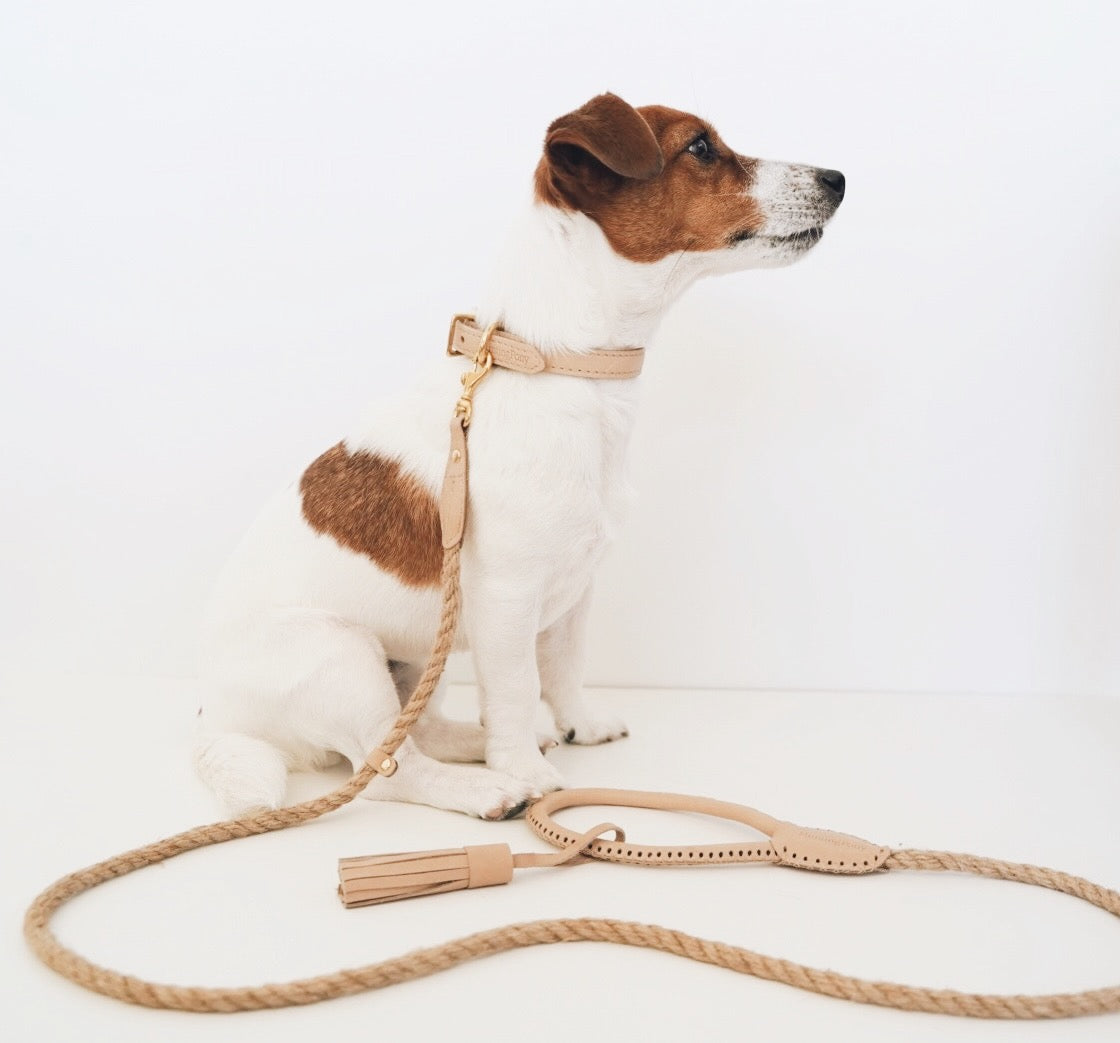 【Hunting Pony】CLASSIC STRAIGHT PONY-COLLAR